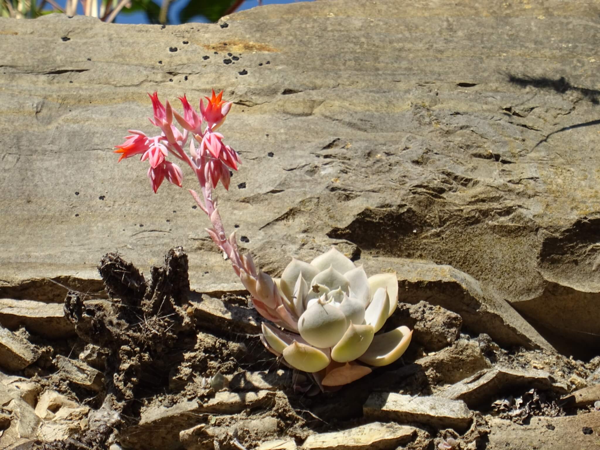 Echeveria runyonii 'Topsy turvy'